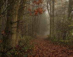 Herbstwald