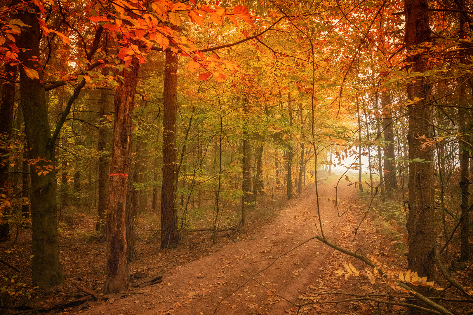 Herbstwald