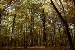 .: Herbstwald :.