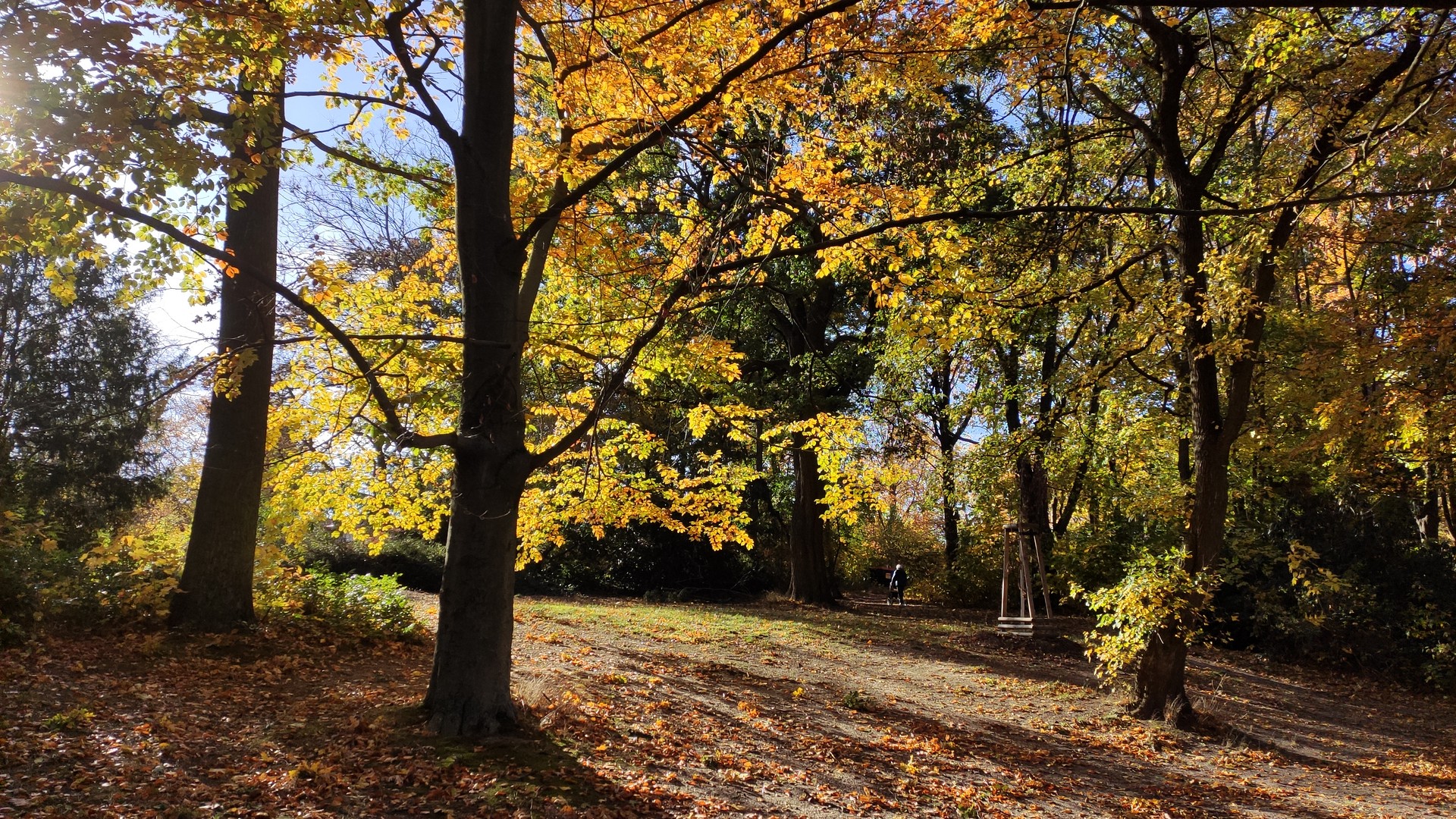 Herbstwald