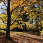 Herbstwald