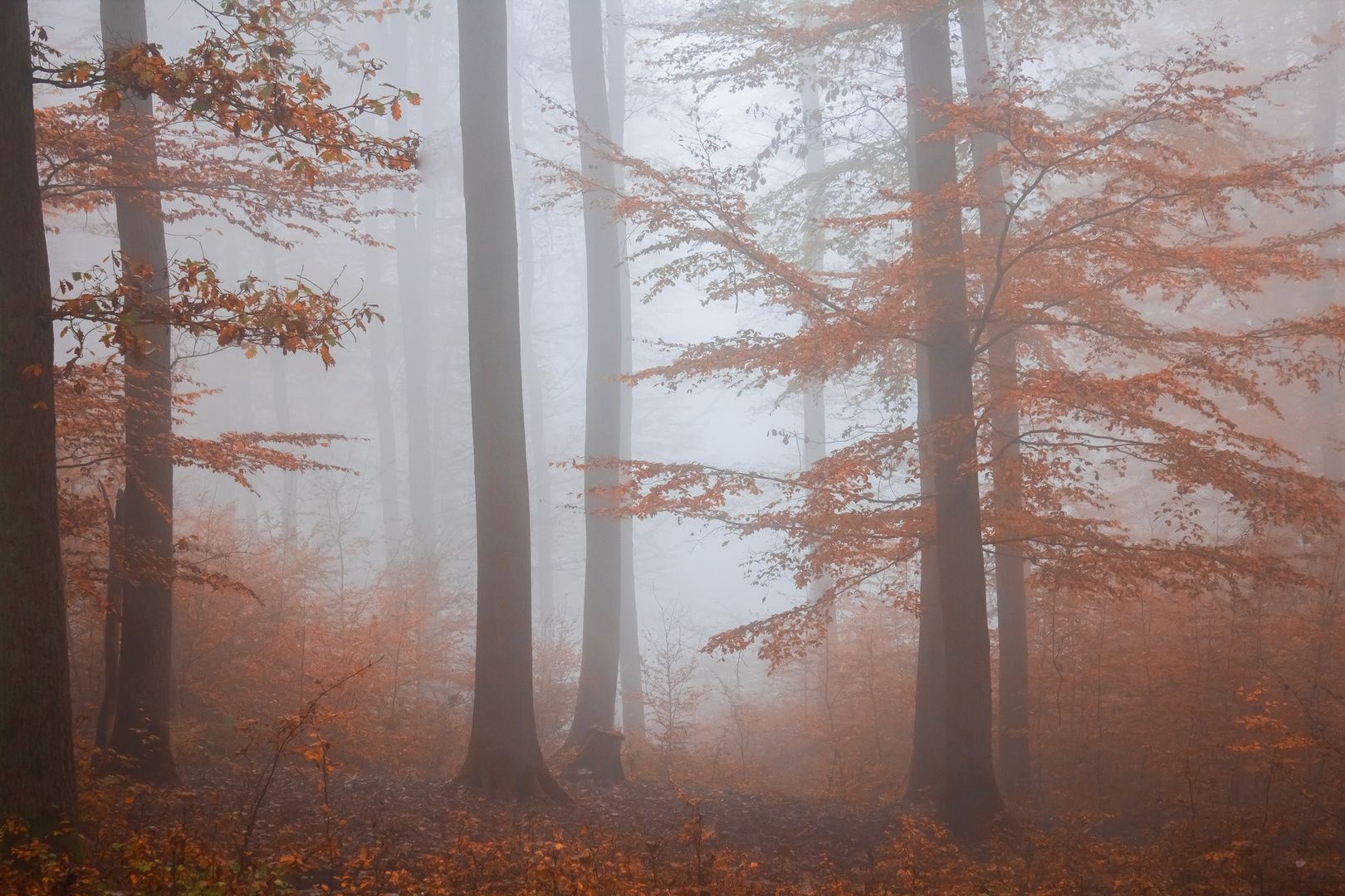 Herbstwald