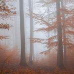 Herbstwald