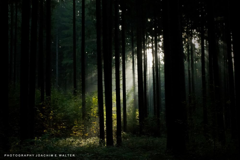 Herbstwald