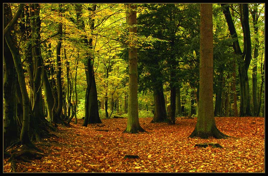 ::... herbstwald ...::