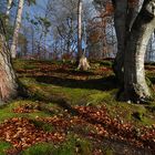 Herbstwald