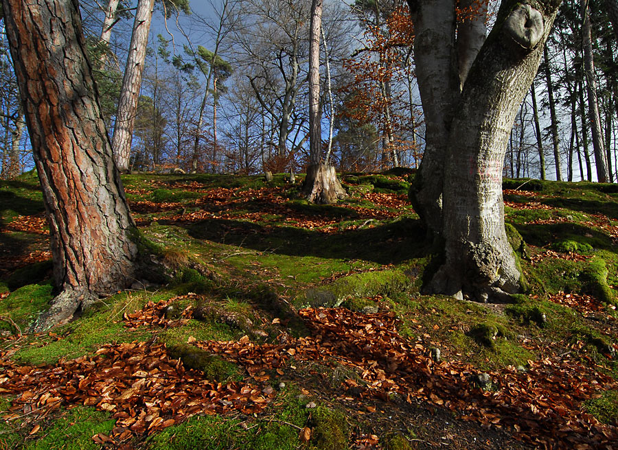 Herbstwald von Uwe Hartmann