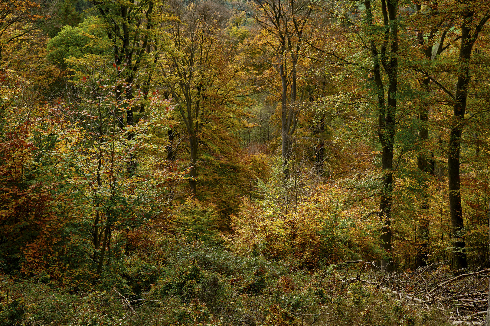 Herbstwald-Eifel