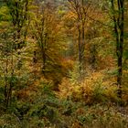 Herbstwald-Eifel