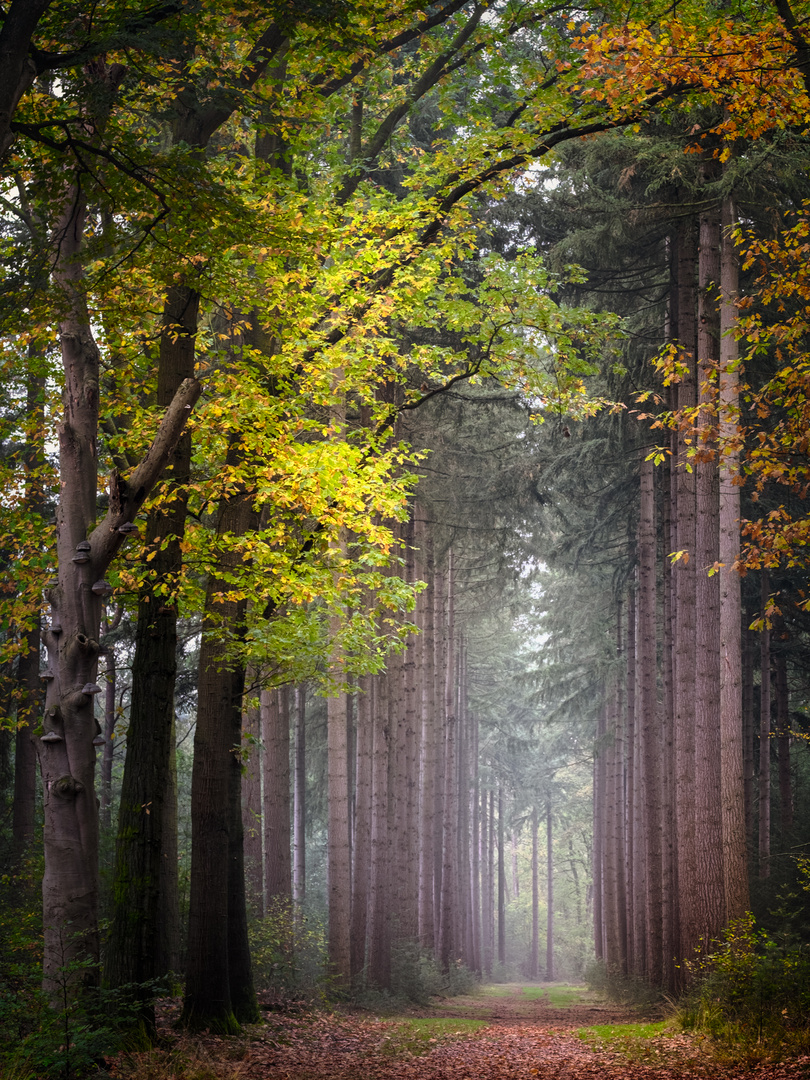 Herbstwald - Eingang