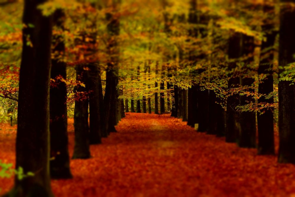 Herbstwald en miniature