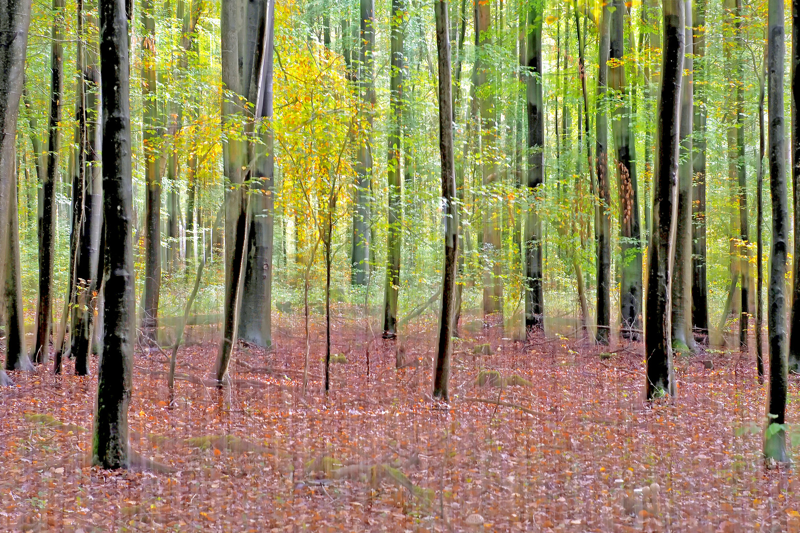 Herbstwald          (etwas kreativ)