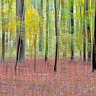 Herbstwald          (etwas kreativ)