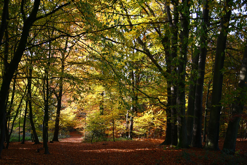 Herbstwald