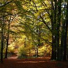 Herbstwald