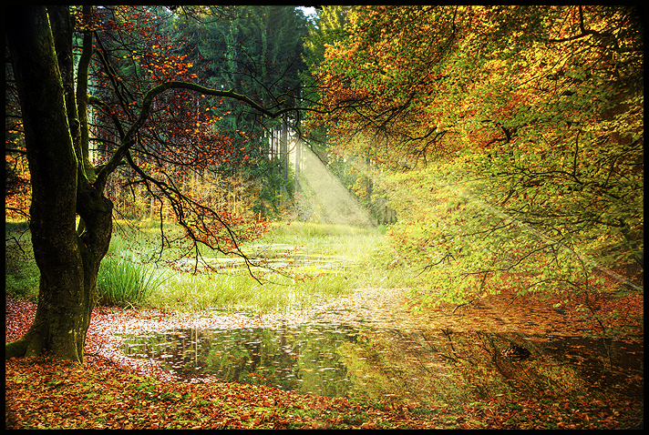 Herbstwald von bluecarpet 
