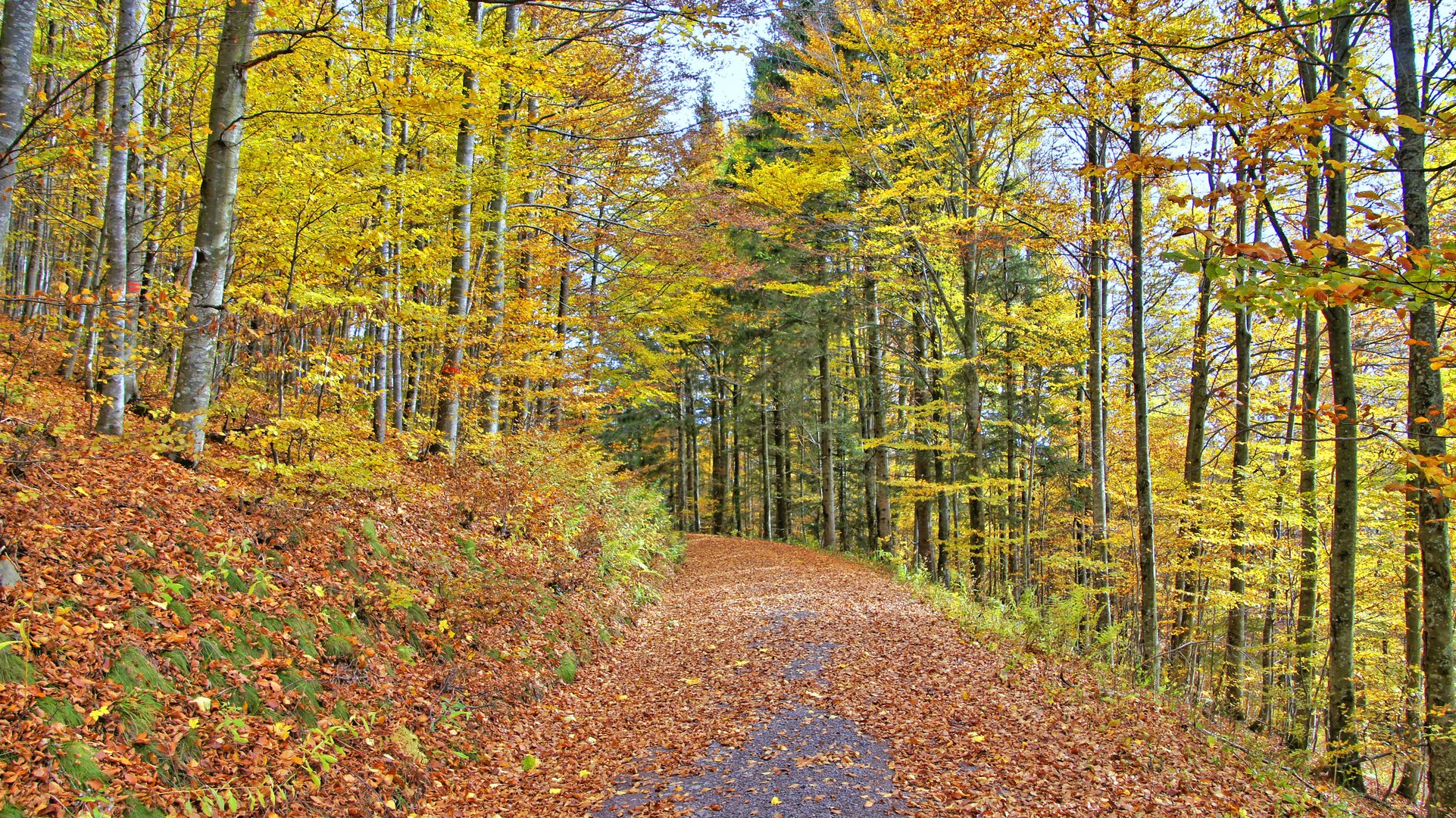 Herbstwald Foto Bild jahreszeiten herbst wald Bilder Herbstwald Foto Bild jahreszeiten herbst wald Bilder