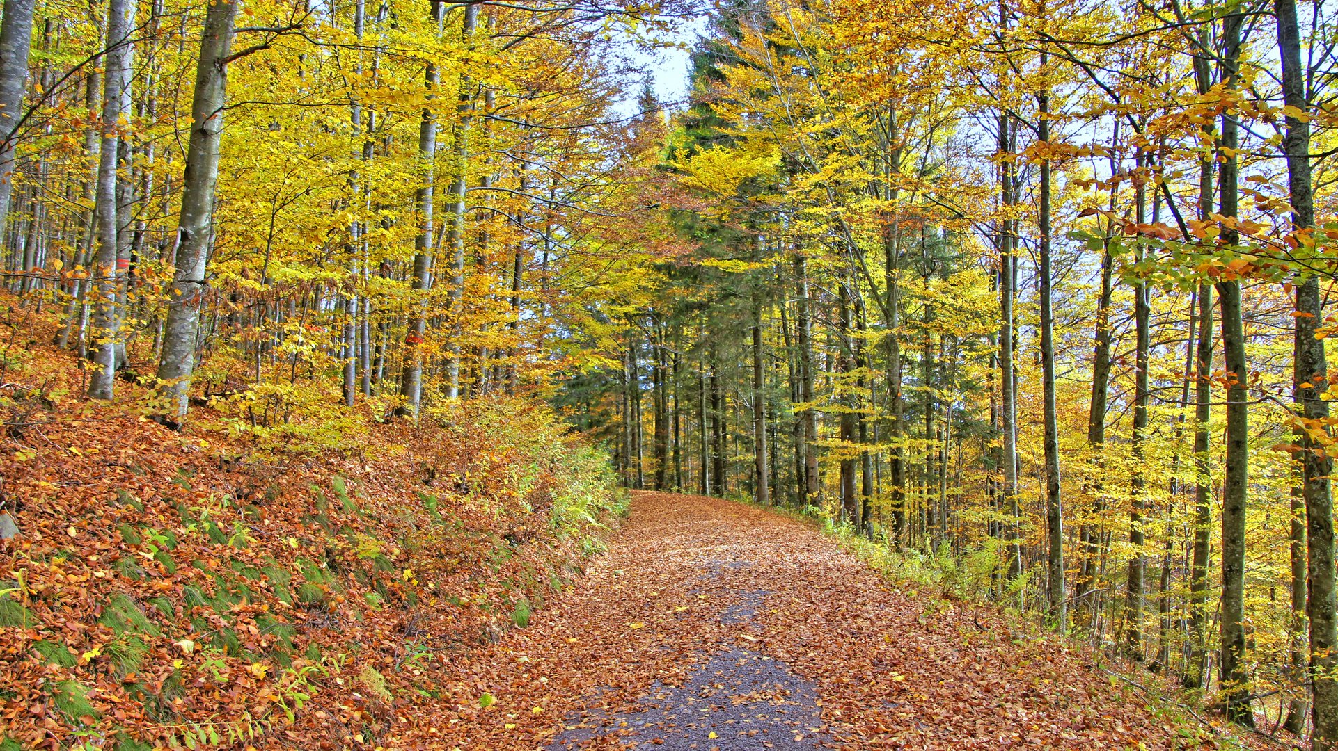 Herbstwald