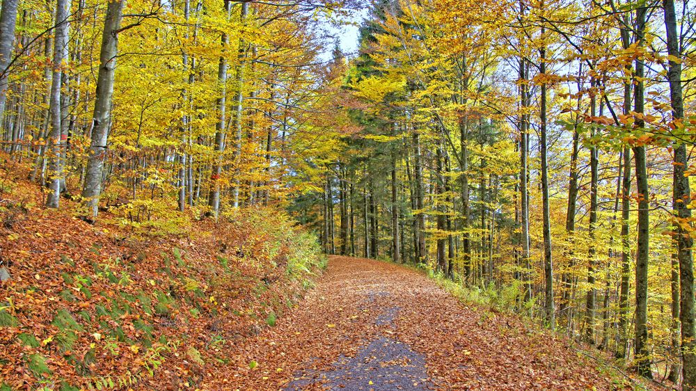 Herbstwald Foto Bild  jahreszeiten herbst wald  Bilder 