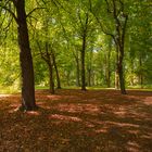 Herbstwald