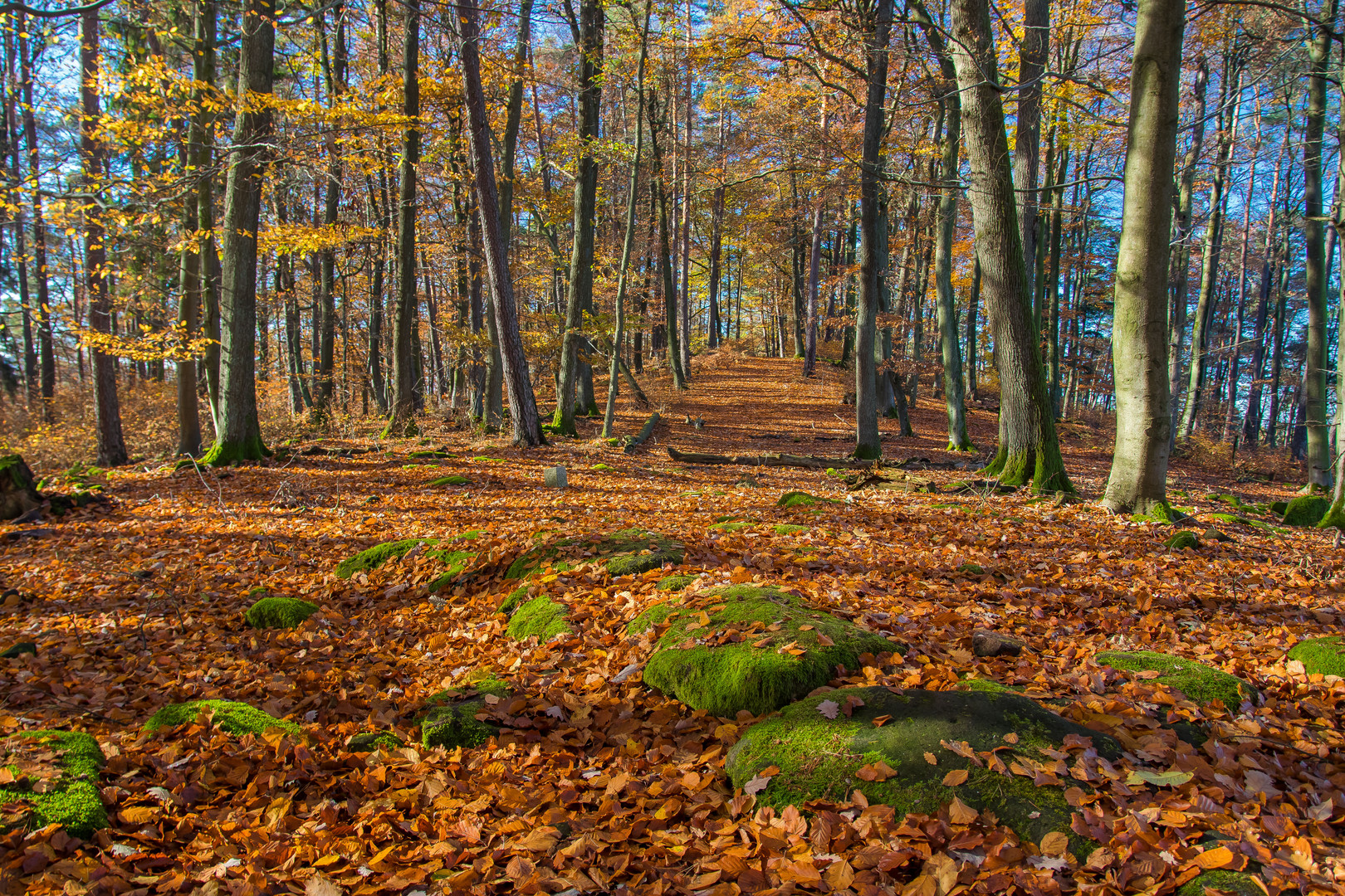 Herbstwald