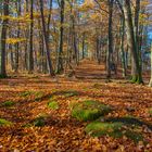 Herbstwald