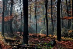 Herbstwald