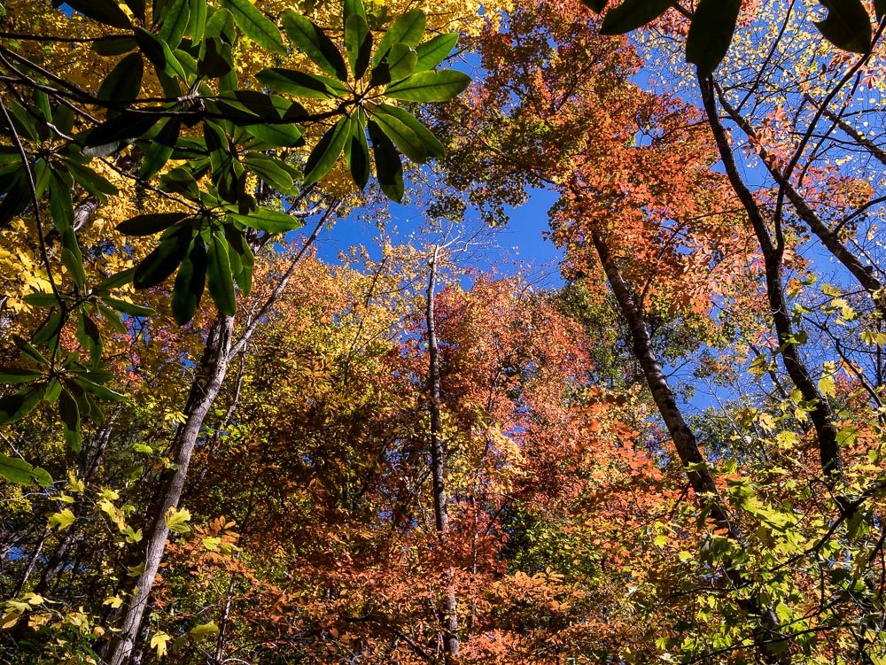 Herbstwald