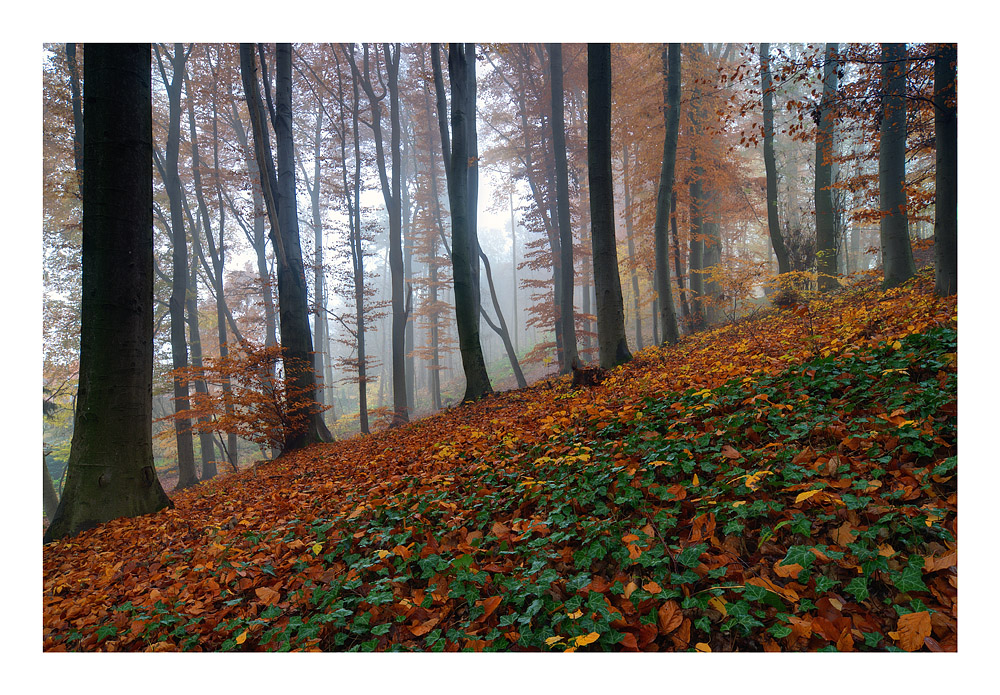 Herbstwald...