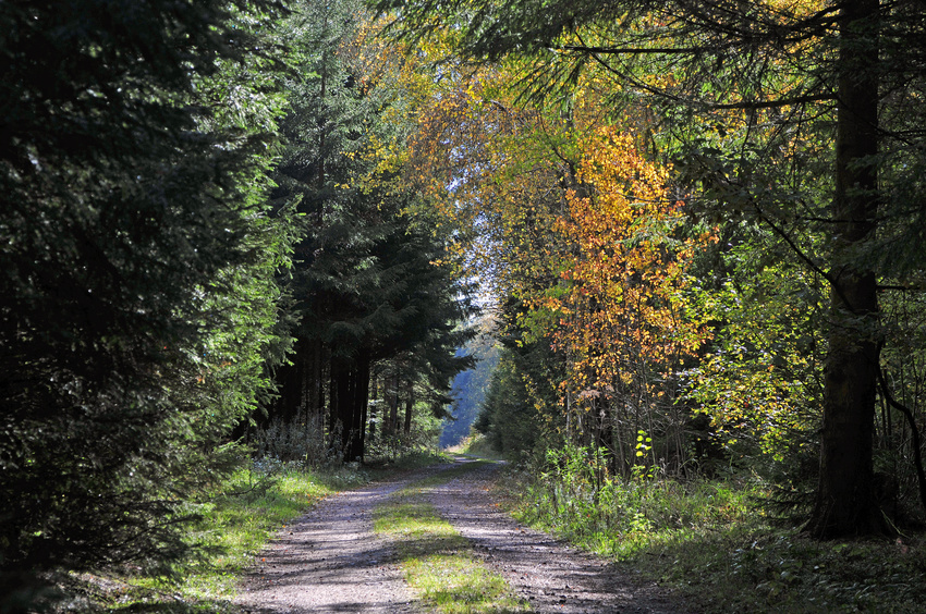 Herbstwald