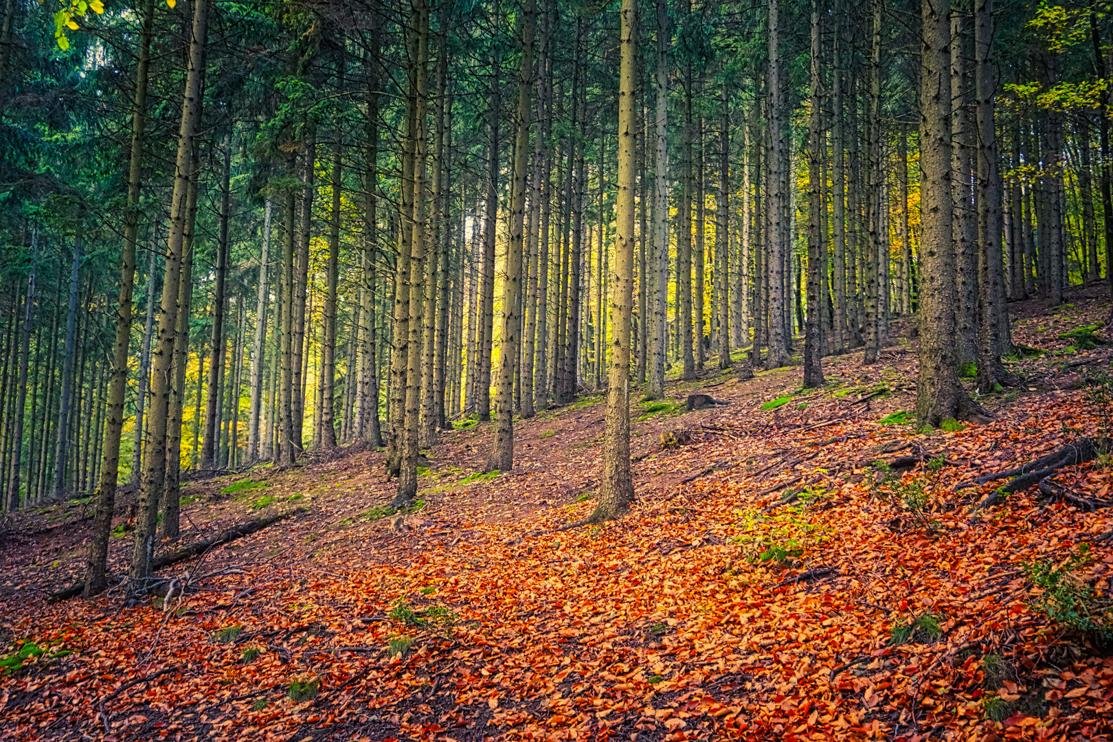 Herbstwald