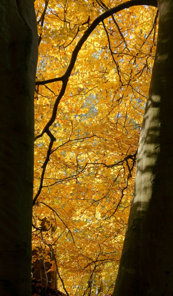 Herbstwald