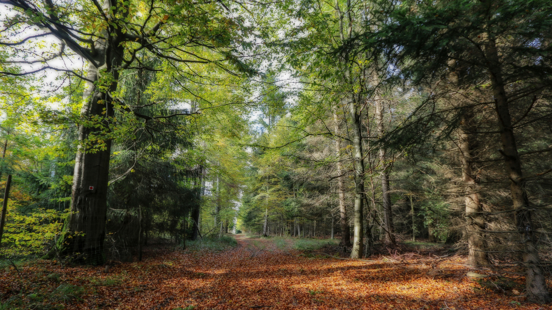 Herbstwald