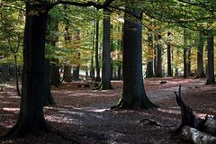 Herbstwald