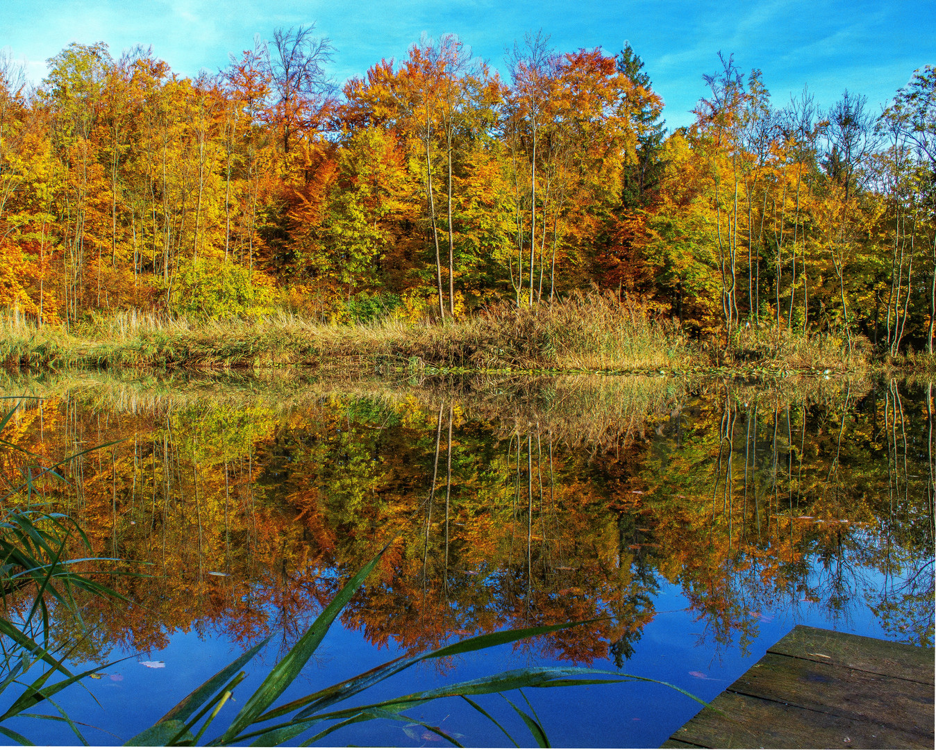 Herbstwald