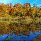 Herbstwald