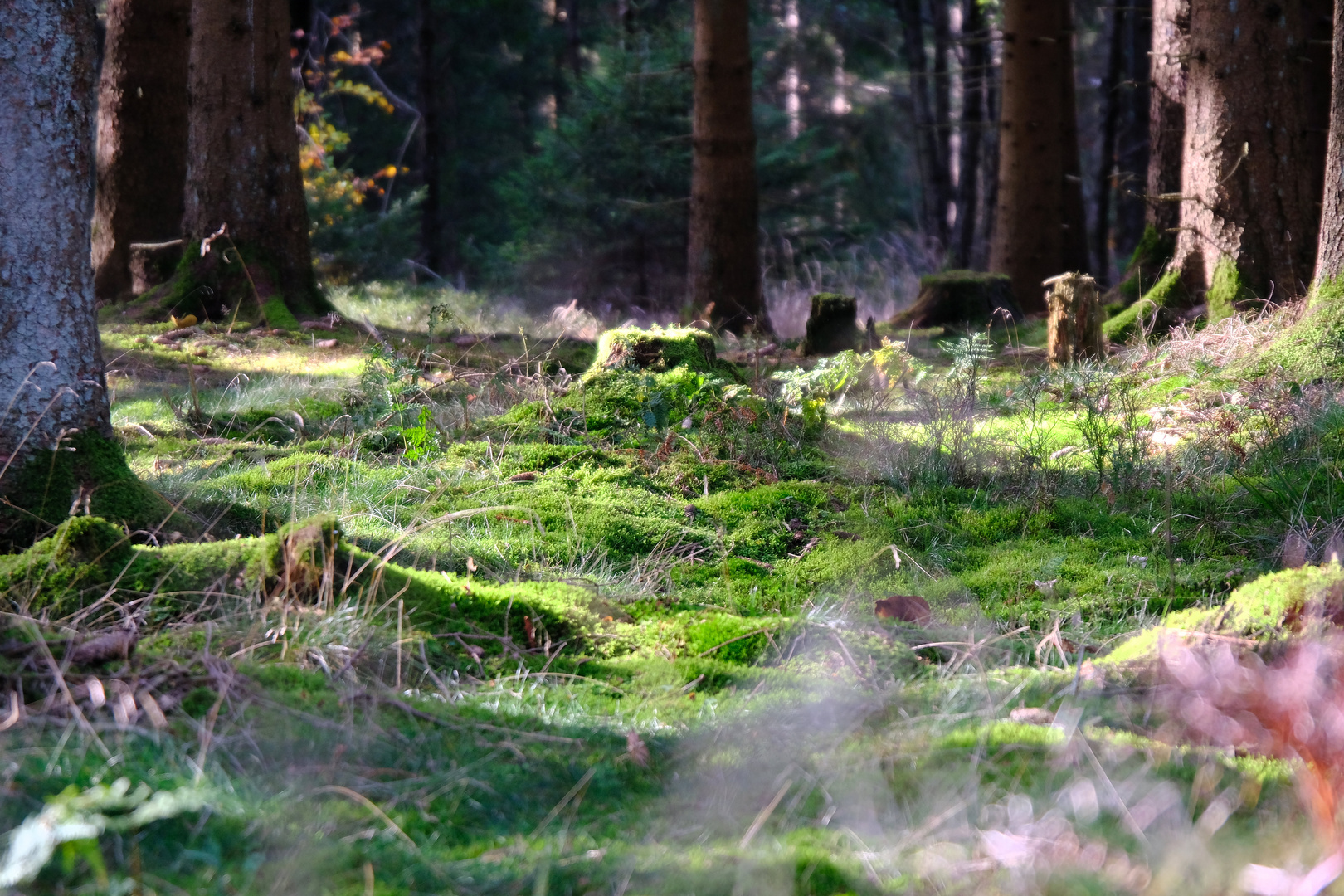 Herbstwald