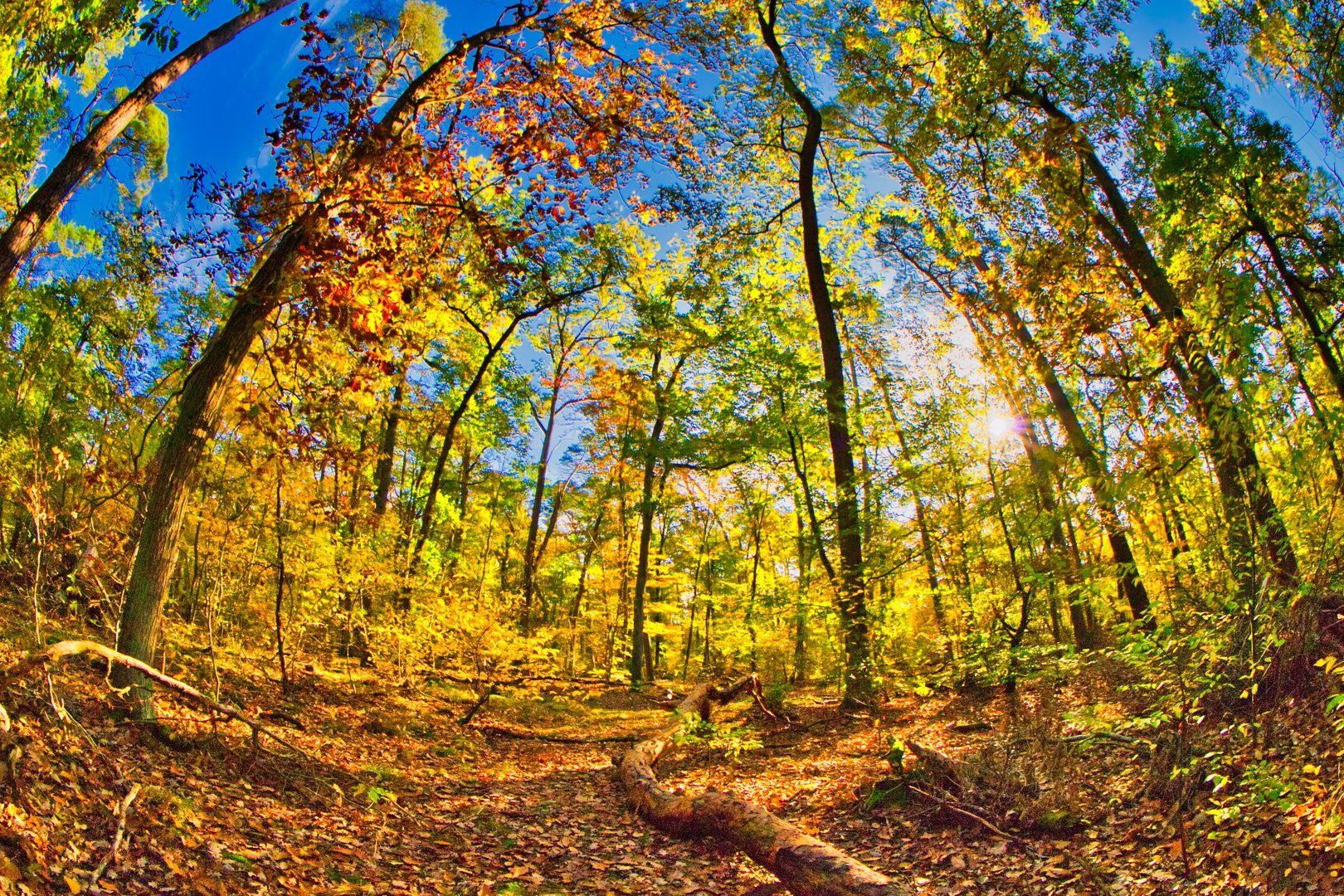 Herbstwald