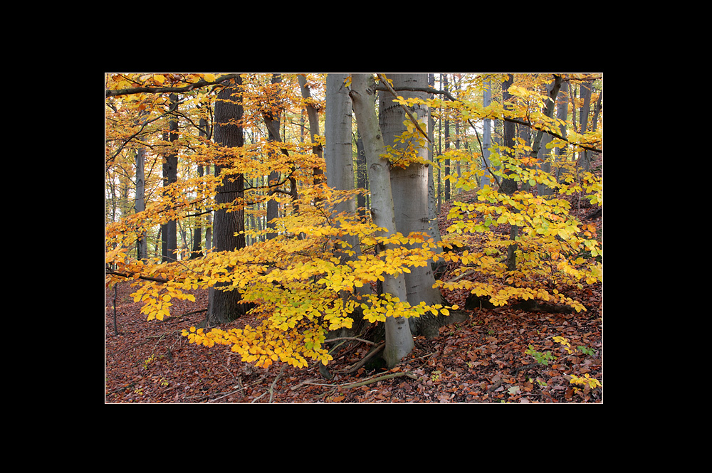 Herbstwald