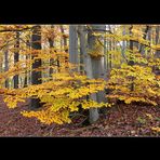 Herbstwald