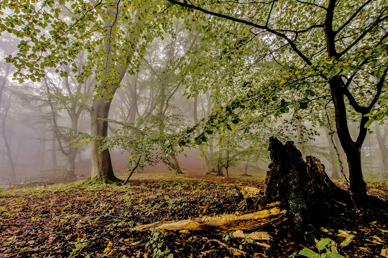 Herbstwald