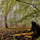 Herbstwald