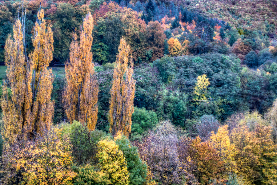 Herbstwald