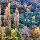 Herbstwald