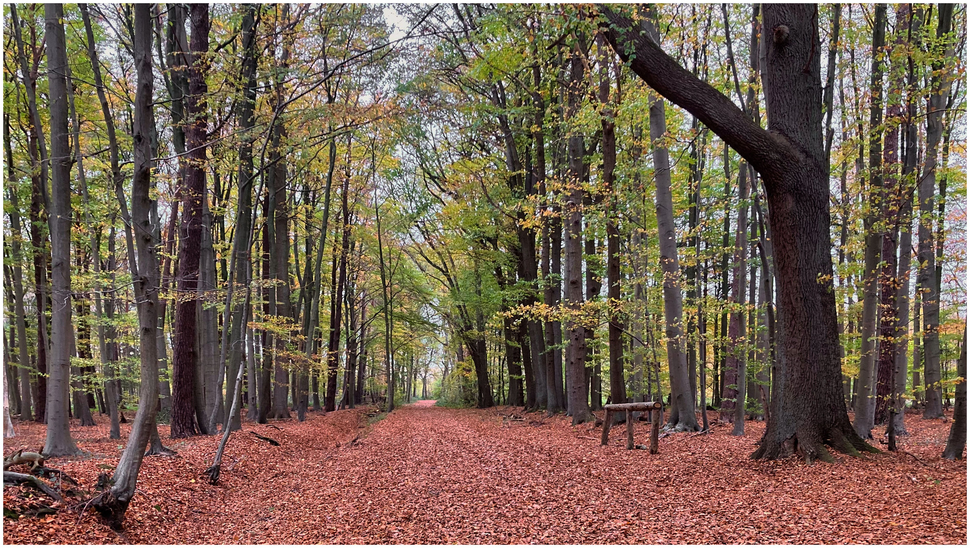 Herbstwald