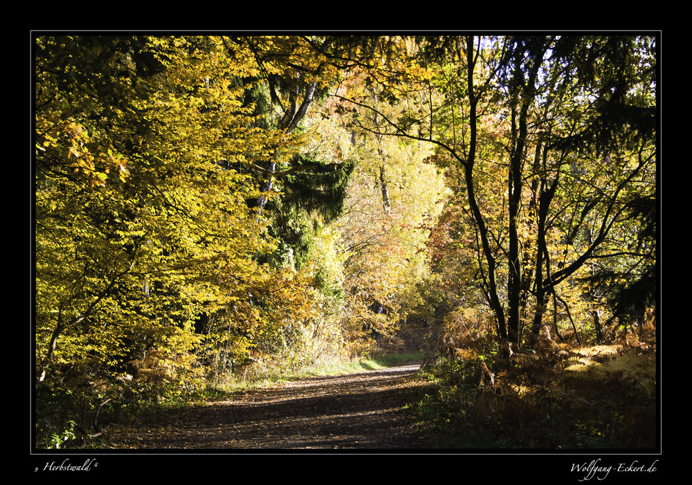 Herbstwald