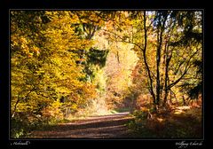 Herbstwald