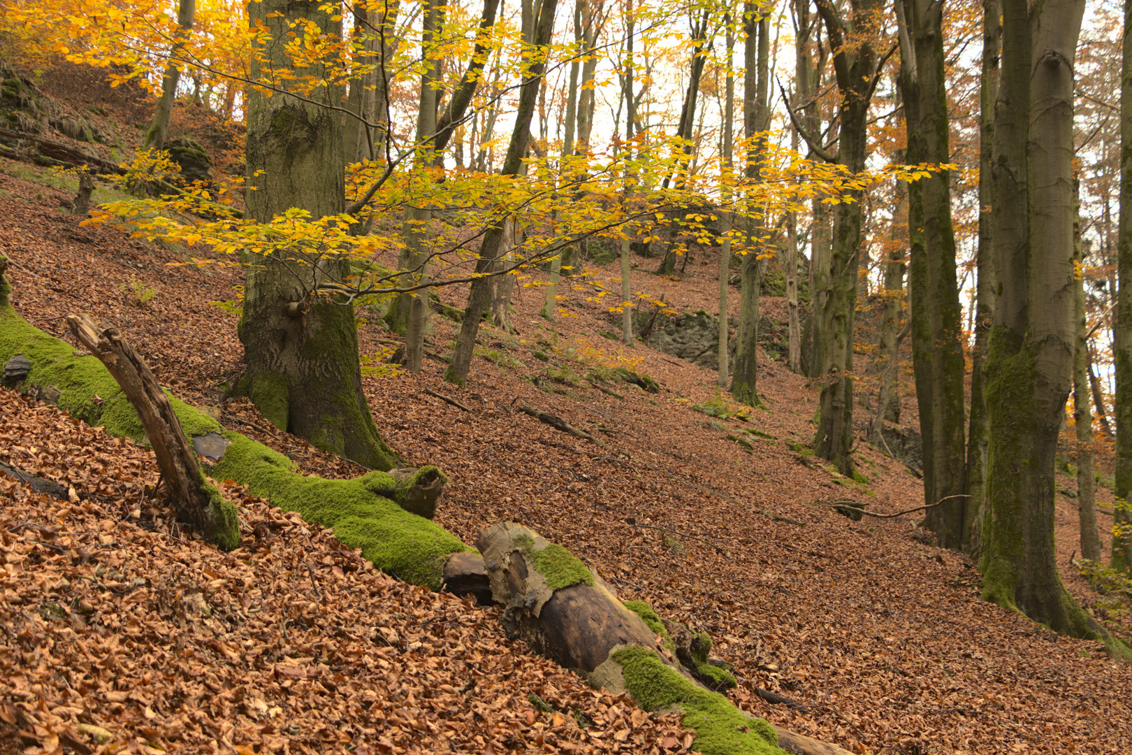 Herbstwald