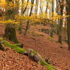 Herbstwald