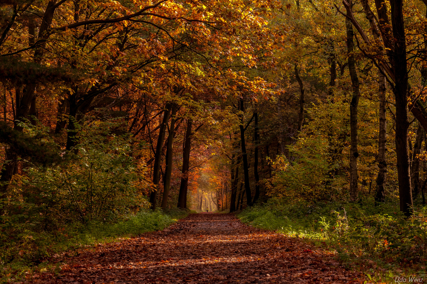 Herbstwald